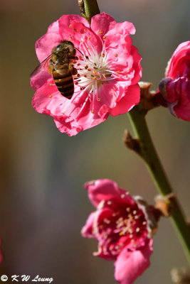 Peach blossom DSC_5385