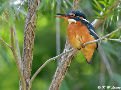 Common Kingfisher DSC_5290