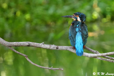 Common Kingfisher DSC_5468