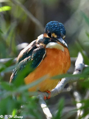 Common Kingfisher DSC_5281