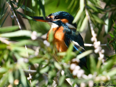 Common Kingfisher DSC_5473