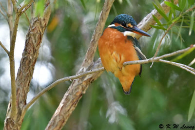 Common Kingfisher DSC_5327