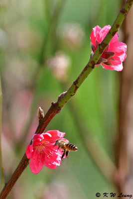 Peach blossom DSC_5595