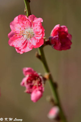 Peach blossom DSC_5381