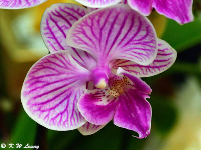 Orchid DSC_5518