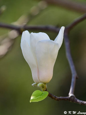 Magnolia DSC_5627