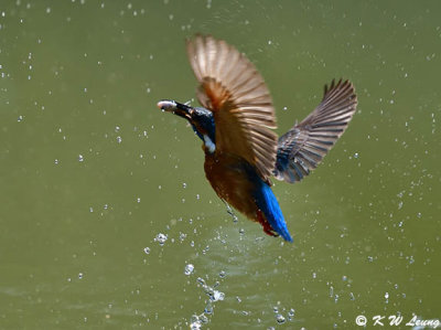 Common Kingfisher DSC_5649