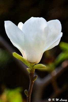Magnolia DSC_5819