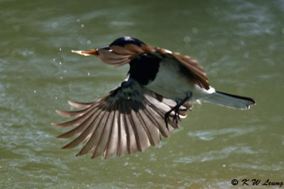 Oriental Magpie Robin DSC_5681