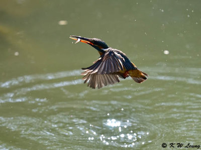 Common Kingfisher DSC_5656