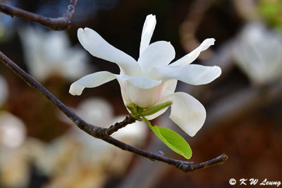 Magnolia DSC_5817