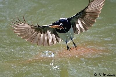 Oriental Magpie Robin DSC_5680