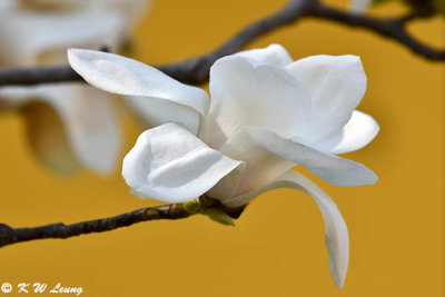 Magnolia DSC_5815