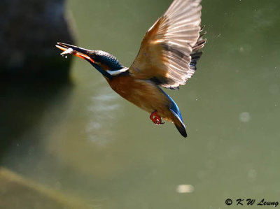 Common Kingfisher DSC_5657