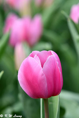 Tulip DSC_6588