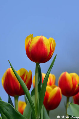 Tulip DSC_6632