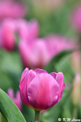 Tulip DSC_6619