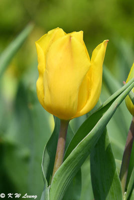 Tulip DSC_6607