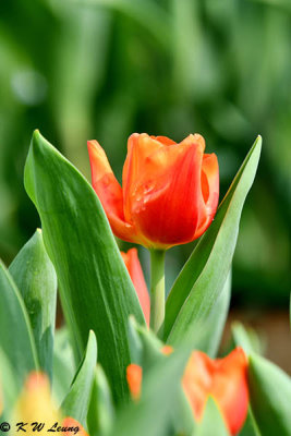 Tulip DSC_6626