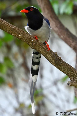 Blue Magpie DSC_6976