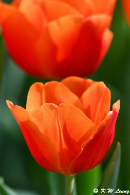 Tulip DSC_7440
