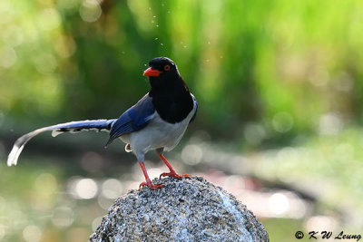 Blue Magpie DSC_6998