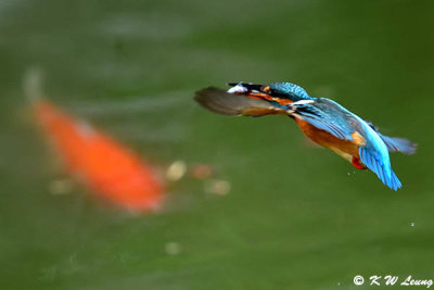 Common Kingfisher DSC_7727