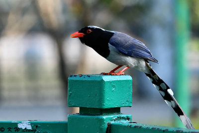 Blue Magpie DSC_7104