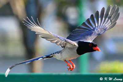 Blue Magpie DSC_6954