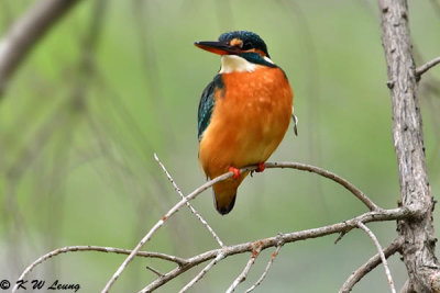 Common Kingfisher DSC_7809