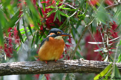 Common Kingfisher DSC_7914