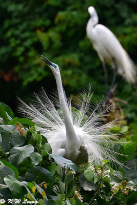 Little Egret with Plumes in Courtship Display DSC_8023