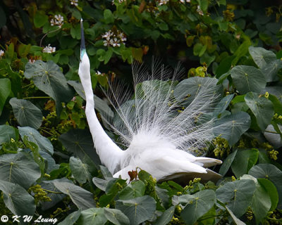 Little Egret with Plumes in Courtship Display DSC_8061