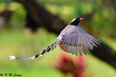 Blue Magpie DSC_7751