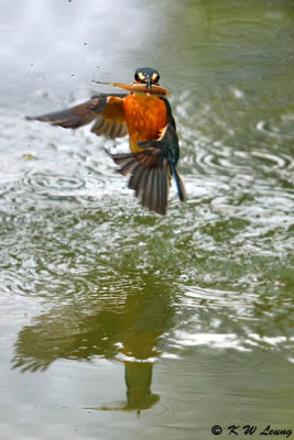 Common Kingfisher DSC_7854