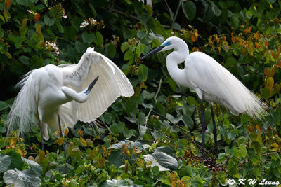 Little Egret DSC_7998