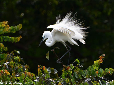 Little Egret with Plumes in Courtship Display DSC_8008