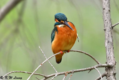 Common Kingfisher DSC_7811