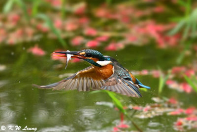Common Kingfisher DSC_7852
