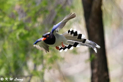 Blue Magpie DSC_7875