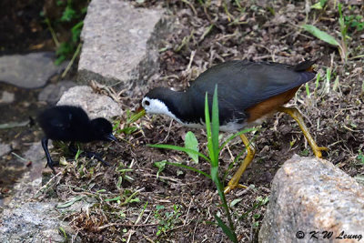 White-breasted Waterhen and chick DSC_8376