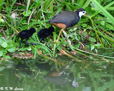 White-breasted Waterhen and chicks DSC_8389