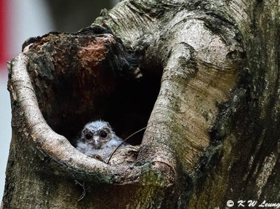 Baby Collared Scops Owl DSC_8660