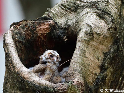 Baby Collared Scops Owl DSC_8705