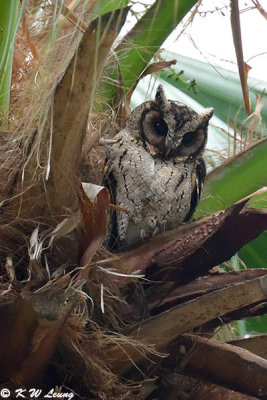 Collared Scops Owl DSC_8624