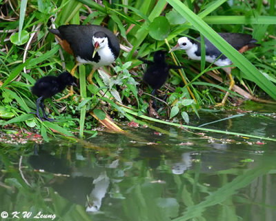 White-breasted Waterhen and chicks DSC_8392