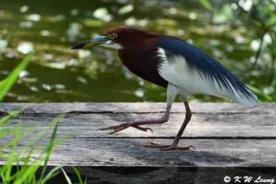 Chinese Pond Heron (池鷺)