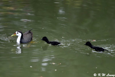 White-breasted Waterhen and chicks DSC_8430