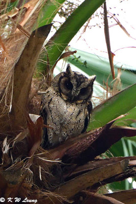 Collared Scops Owl DSC_8628