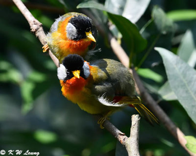 Silver-eared Mesia DSC_9720